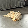 dog, puppy, golden_dog, fluffy, sleeping, lying_down, back, paws, fur, pet, indoor, living_room, tile_floor, sofa, relaxed, cute, animal, portrait, sunlight, nap