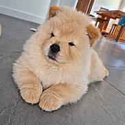 Baya a rejoint le concours — aidez-le/la à gagner de superbes lots ! puppy, dog, chow_chow, fluffy, cream_fur, sitting, indoors, tile_floor, portrait, close_up, black_nose, dark_eyes, paws, furry, cute, pet, home, dining_area, wooden_furniture, animal