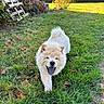 puppy, dog, fluffy, cream_colored, tongue_out, happy, playful, running, outdoor, garden, grass, lawn, autumn, leaves, hedge, wooden_pallet, sunlight, portrait, pet, animal
