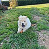 puppy, dog, chow_chow, fluffy, cream_colored, outdoor, grass, lawn, garden, autumn, leaves, happy, open_mouth, sitting, lying_down, pet, animal, house, hedge, portrait