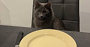 Winnie participe au concours pour gagner de l'argent avec cette photo : cat, chair, curious, dining, domestic_animal, empty_plate, food, fork, furniture, glass, gray_cat, indoor, kitchen, knife, pet, plate, sitting, table, text_overlay, waiting