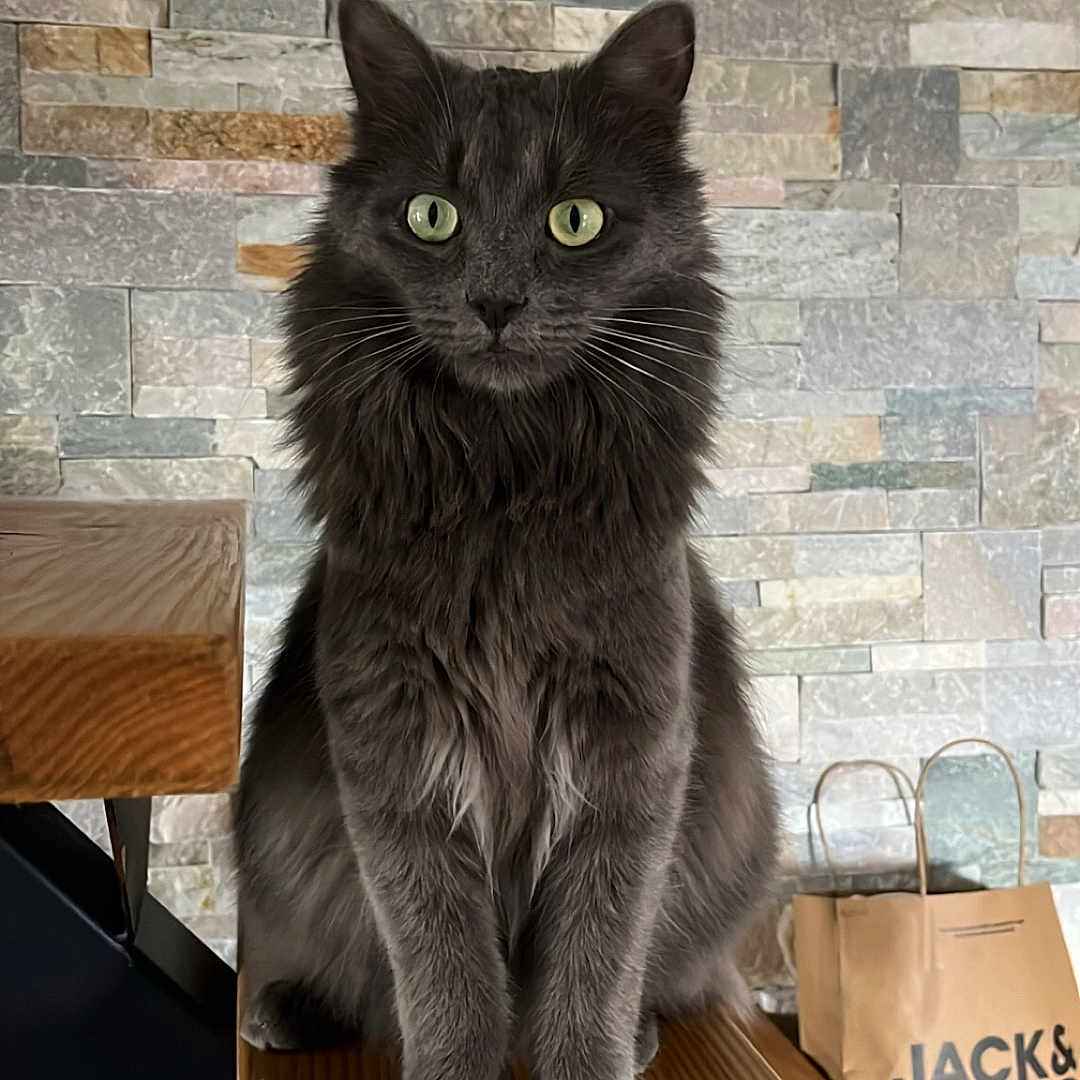 Winnie participe au concours pour gagner de l'argent avec cette photo : animal, cat, curious, domestic_animal, feline, fur, furniture, gray_cat, green_eyes, house, indoor, jack_and_jones, looking, pet, portrait, shopping_bag, sitting, stone_wall, whiskers, wooden_railing