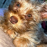 Toby is registered to the contest to win money with this photo: dog, close_up, pet, fur, cute, animal, indoor, relaxed, lying_down, brown_fur, small_dog, face, ears, nose, whiskers, cozy, portrait, canine, furry, domestic_animal