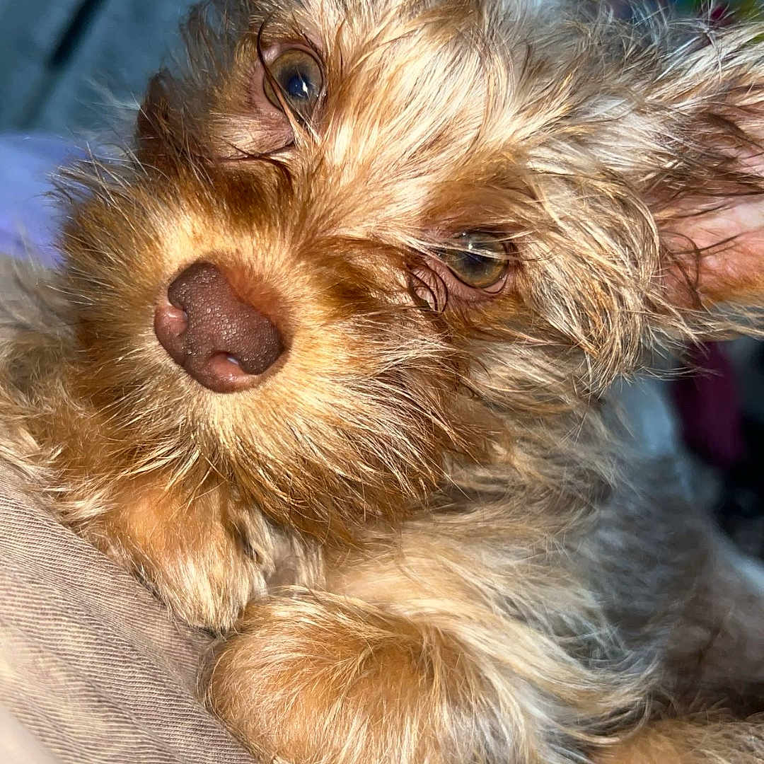 Toby