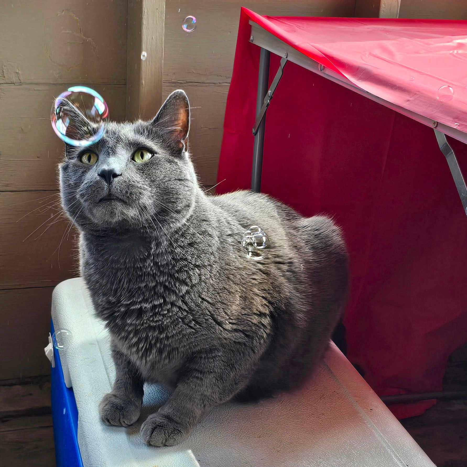 Jack joined the competition — help win amazing prizes! alloywheel, animal, architecture, bubble, building, car, carwheel, cat, machine, manx, outdoors, pet, shelter, sphere, spoke, tire, transportation, vehicle, wheel, wood