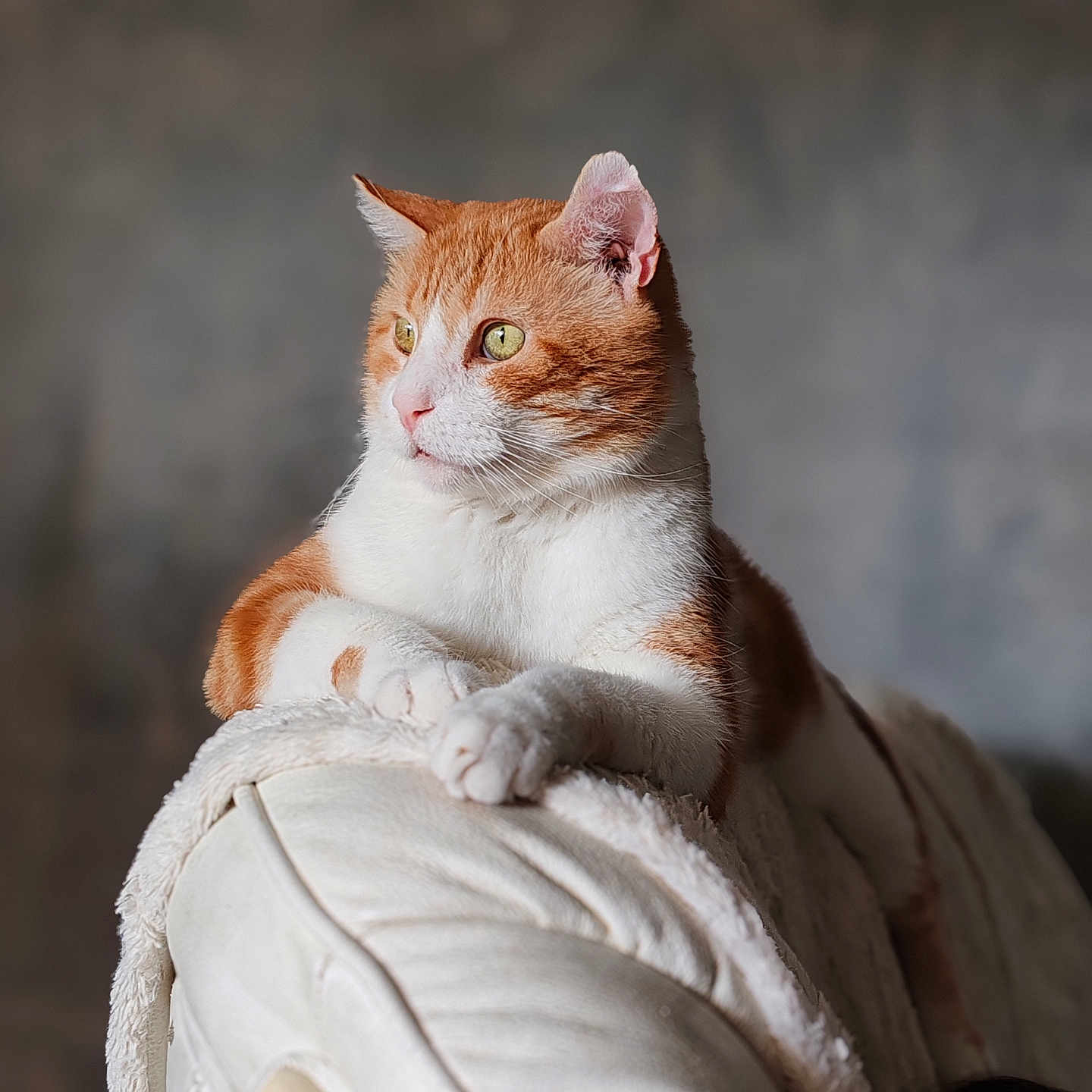 Oscar