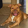 dog, brown_dog, pet, indoors, floor, tile_floor, lying_down, happy, tongue_out, ears_up, white_patch, canine, domestic_animal, companion, animal, mammal, resting, looking_at_camera, house, door