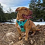 Aldo participe au concours pour gagner de l'argent avec cette photo : brown_coat, canine, dirt, dog, ears, forest, happy, harness, muddy, outdoors, paws, pet, portrait, sitting, sky, snout, snow, tongue_out, trees, turquoise_harness