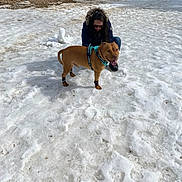 Aldo participe au concours pour gagner de l'argent avec cette photo : adventure, boots, canine, crouching, dog, dog_boots, fur, happy, harness, leash, mountain, outdoor, person, pitbull, snow, snowfield, sunny, tongue_out, trees, winter_clothing