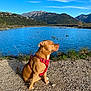 dog, brown_dog, red_harness, lake, water, mountains, sky, outdoor, nature, sunlight, rocks, grass, calm, sitting, scenery, landscape, pet, animal, daytime, blue_sky