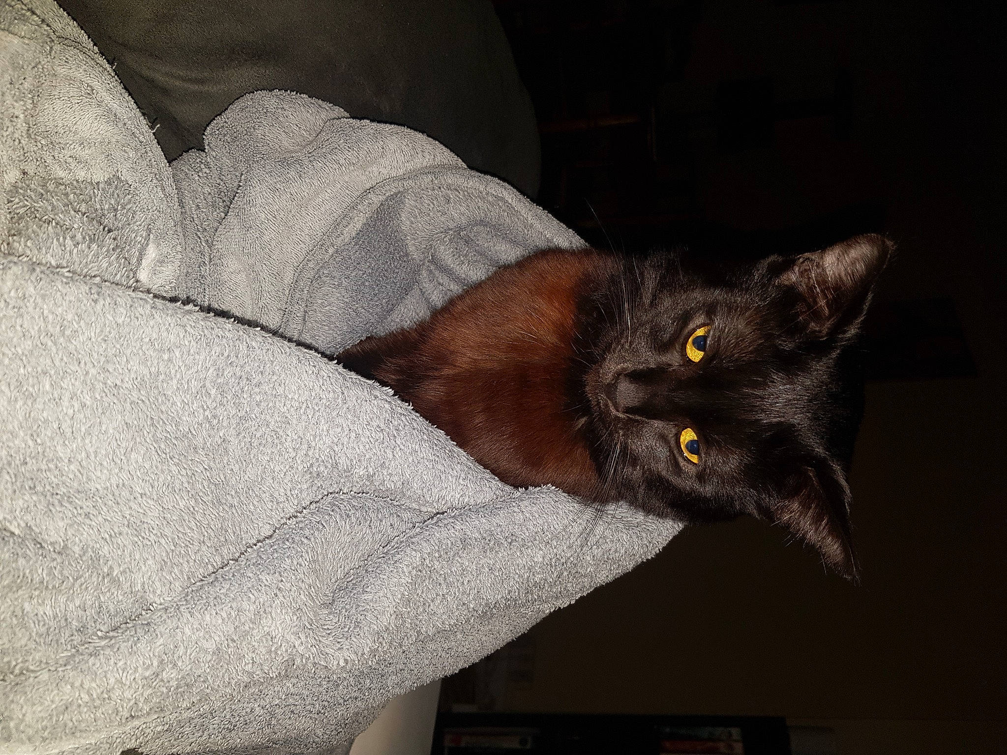 Ohayo a rejoint le concours — aidez-le/la à gagner de superbes lots ! asian, black_cat, bombay, brown, burmese, carnivore, cat, chartreux, domestic_short_haired_cat, ear, eye, felidae, hand, havana_brown, korat, mammal, small_to_medium_sized_cats, snout, whiskers