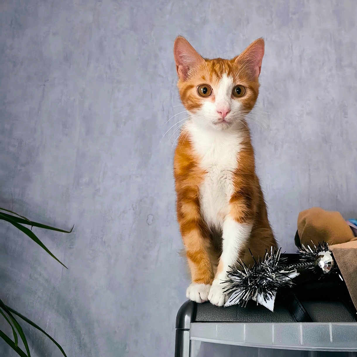 Loki participe au concours pour gagner de l'argent avec cette photo : abyssinian, angora, animal, bag, cat, egyptiancat, kitten, manx, pet, plant, pottedplant
