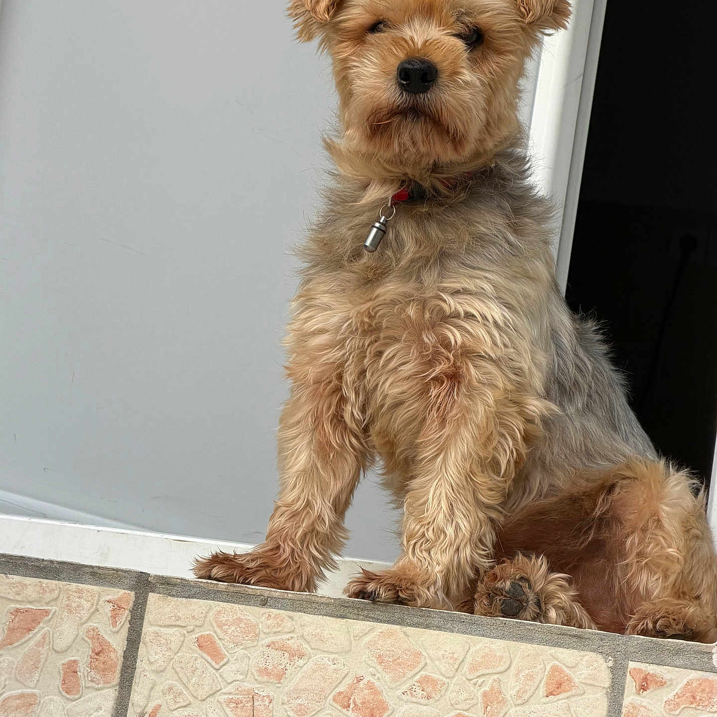 Popi participe au concours pour gagner de l'argent avec cette photo : dog, puppy, small_dog, scruffy_fur, tan_fur, fluffy, portrait, sitting, doorway, door, entrance, indoor, outdoor, tile_floor, collar, tag, black_nose, ears, pet, animal