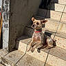 Popi a rejoint le concours — aidez-le/la à gagner de superbes lots ! dog, small_dog, sitting, stairs, outdoor, sunlight, tile, steps, red_collar, short_hair, tan_fur, pointed_ears, pet, animal, portrait, home_entrance, wall, boots, shadow, architecture