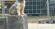 Popi participe au concours pour gagner de l'argent avec cette photo : dog, puppy, small_dog, fluffy, scruffy, sitting, outdoor, portrait, animal, pet, concrete, pedestal, fence, wire_fence, gravel, weeds, sunlight, yard, guard, rustic