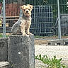 dog, puppy, small_dog, fluffy, scruffy, sitting, outdoor, portrait, animal, pet, concrete, pedestal, fence, wire_fence, gravel, weeds, sunlight, yard, guard, rustic
