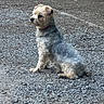 dog, small_dog, sitting, outdoor, gravel, dirt, ground, red_collar, long_hair, fluffy, scruffy, white_fur, gray_fur, profile_view, pet, animal, companion, park, natural_light, portrait