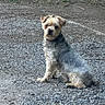 Popi participe au concours pour gagner de l'argent avec cette photo : dog, puppy, sitting, outdoors, gravel, dirt, animal, pet, canine, scruffy, fluffy, small_dog, brown_and_gray, collar, portrait, looking_at_camera, ground, backyard, daylight, cute