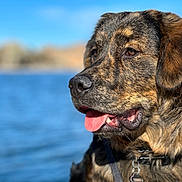 Thunder joined the competition — help win amazing prizes! dog, portrait, close_up, tongue_out, outdoor, water, blue_sky, sunny, happy, pet, canine, fur, collar, nature, daylight, animal, muzzle, ears, brown, black