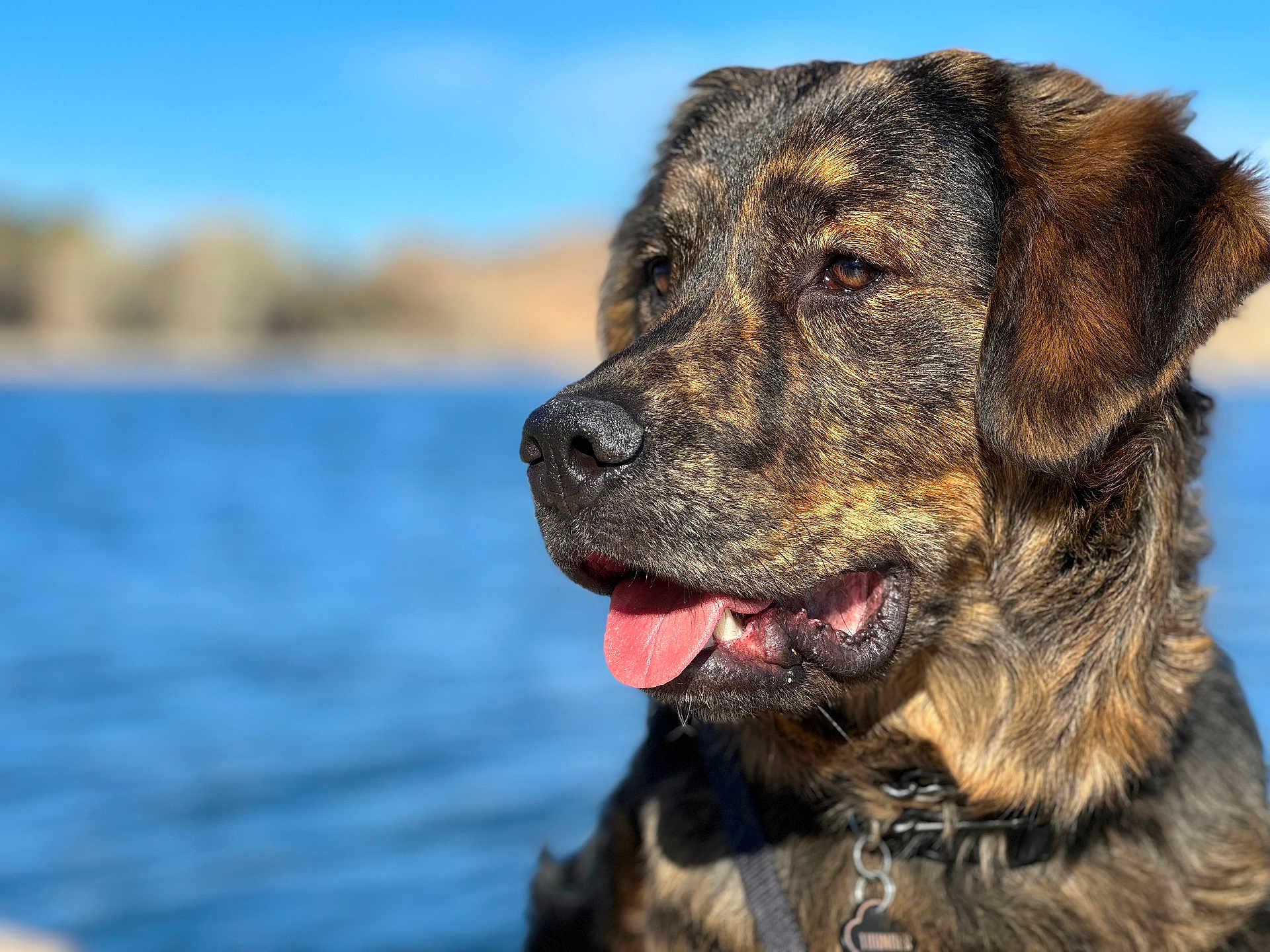 Thunder joined the competition — help win amazing prizes! dog, portrait, close_up, tongue_out, outdoor, water, blue_sky, sunny, happy, pet, canine, fur, collar, nature, daylight, animal, muzzle, ears, brown, black