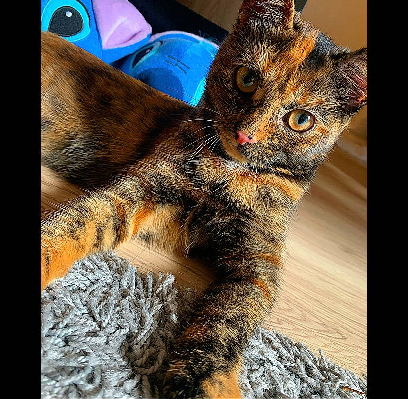 Rowena participe au concours pour gagner de l'argent avec cette photo : asian, carnivore, cat, domestic_short_haired_cat, ear, european_shorthair, eye, felidae, fur, iris, kitten, nose, organ, skin, small_to_medium_sized_cats, snapshot, snout, tabby_cat, toyger, whiskers