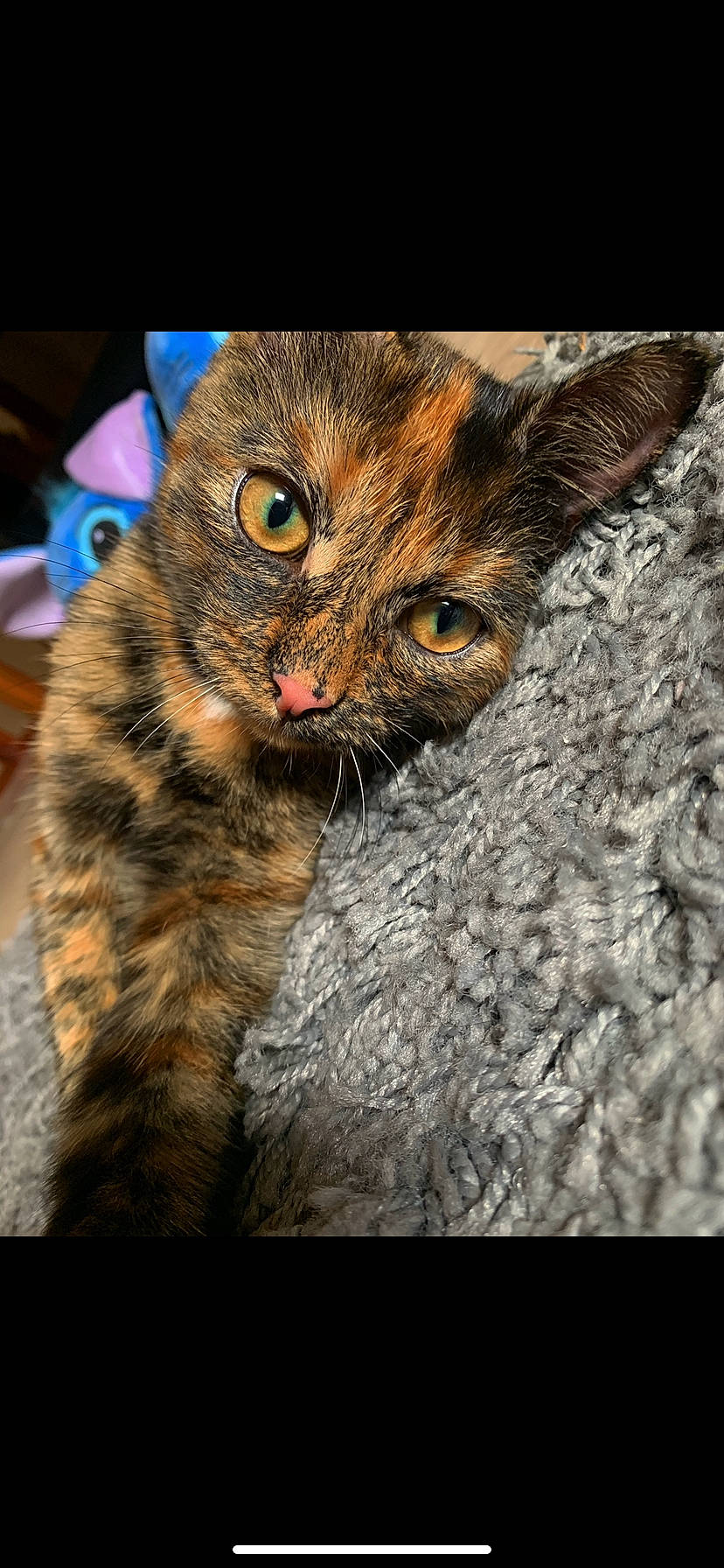 Rowena participe au concours pour gagner de l'argent avec cette photo : asian, california_spangled, carnivore, cat, close_up, domestic_short_haired_cat, european_shorthair, eye, felidae, iris, kitten, mammal, organism, photography, small_to_medium_sized_cats, snout, tabby_cat, toyger, whiskers, wildlife