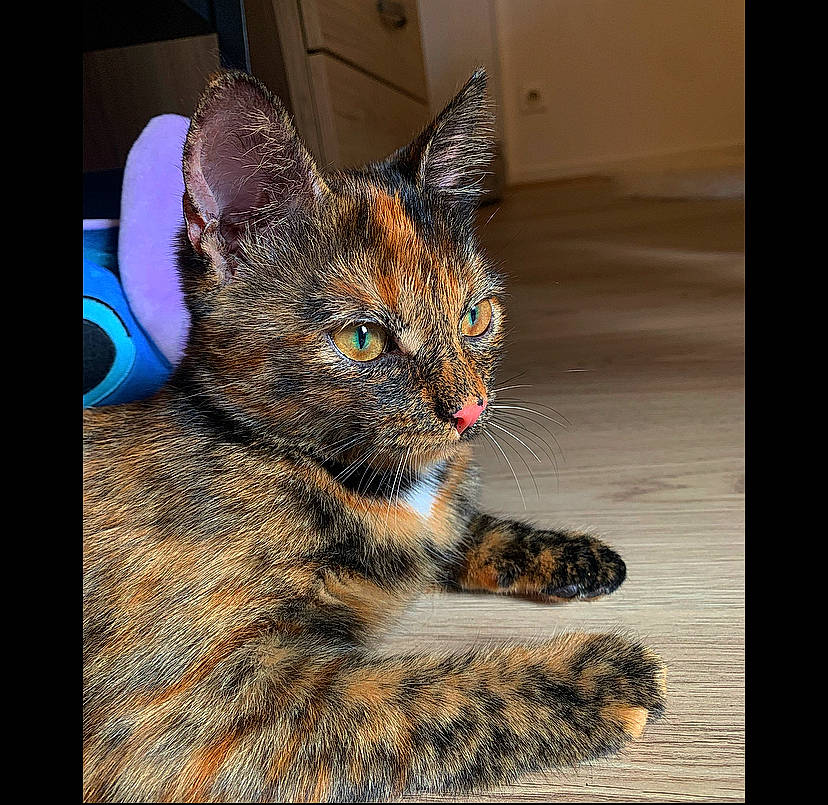 Rowena participe au concours pour gagner de l'argent avec cette photo : asian, carnivore, cat, domestic_short_haired_cat, dragon_li, ear, european_shorthair, eye, felidae, fur, iris, kitten, mammal, nose, small_to_medium_sized_cats, snout, tabby_cat, vertebrate, whiskers, wildlife