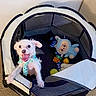 Toby is registered to the contest to win money with this photo: puppy, dog, white_dog, small_dog, pet, animal, open_mouth, happy, playpen, pet_bed, plush_toy, stuffed_animal, toy, blue_toy, indoor, carpet, home, portrait, cute, sitting