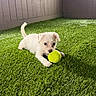 Toby is registered to the contest to win money with this photo: puppy, dog, white_dog, small_dog, tennis_ball, playing, outdoor, artificial_grass, green_grass, pet, animal, canine, fluffy, cute, lying_down, holding_ball, tail, ears, wooden_wall, portrait