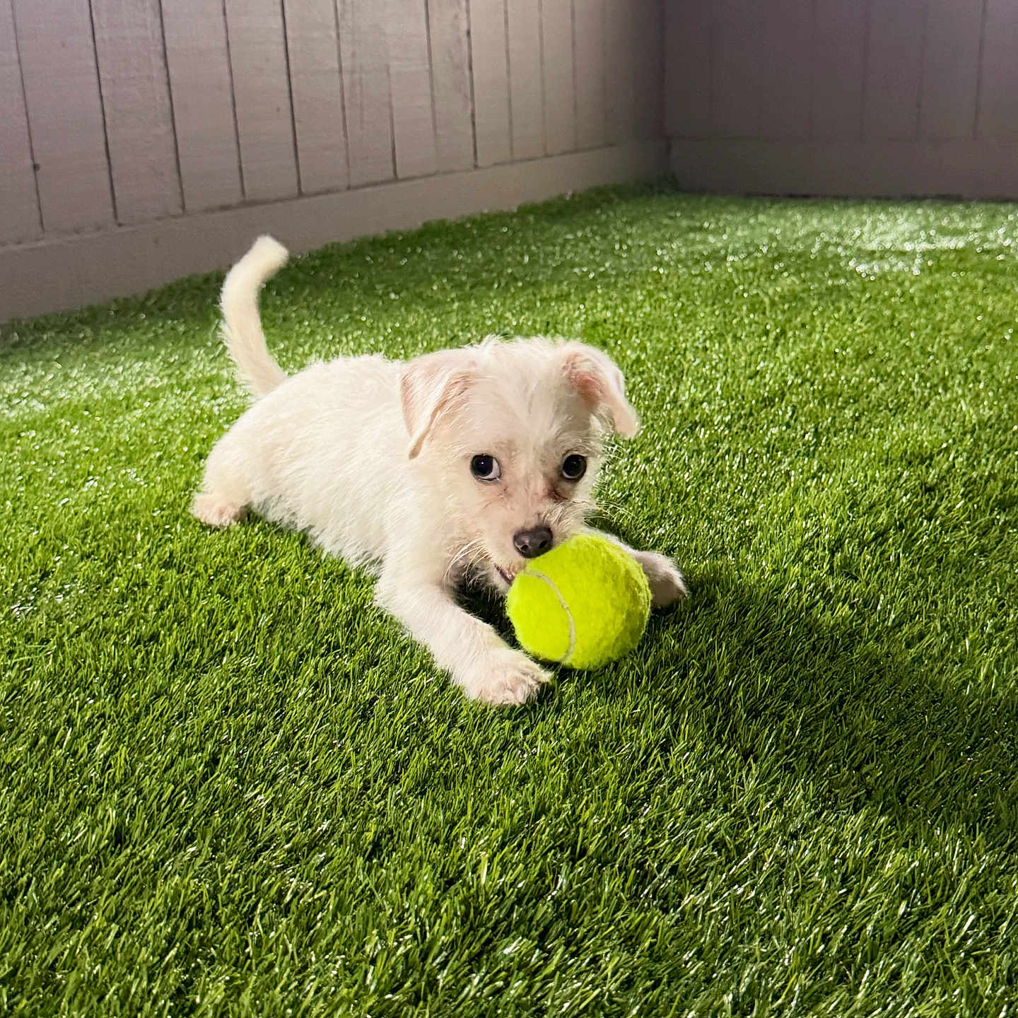 Toby is registered to the contest to win money with this photo: puppy, dog, white_dog, small_dog, tennis_ball, playing, outdoor, artificial_grass, green_grass, pet, animal, canine, fluffy, cute, lying_down, holding_ball, tail, ears, wooden_wall, portrait