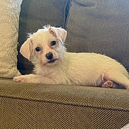 Toby is registered to the contest to win money with this photo: puppy, dog, white_dog, fluffy, small_dog, pet, animal, canine, lying_down, couch, sofa, cushion, indoors, home, portrait, close_up, adorable, relaxed, cream_colored, photography