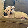 puppy, dog, white_dog, fluffy, small_dog, pet, animal, canine, lying_down, couch, sofa, cushion, indoors, home, portrait, close_up, adorable, relaxed, cream_colored, photography