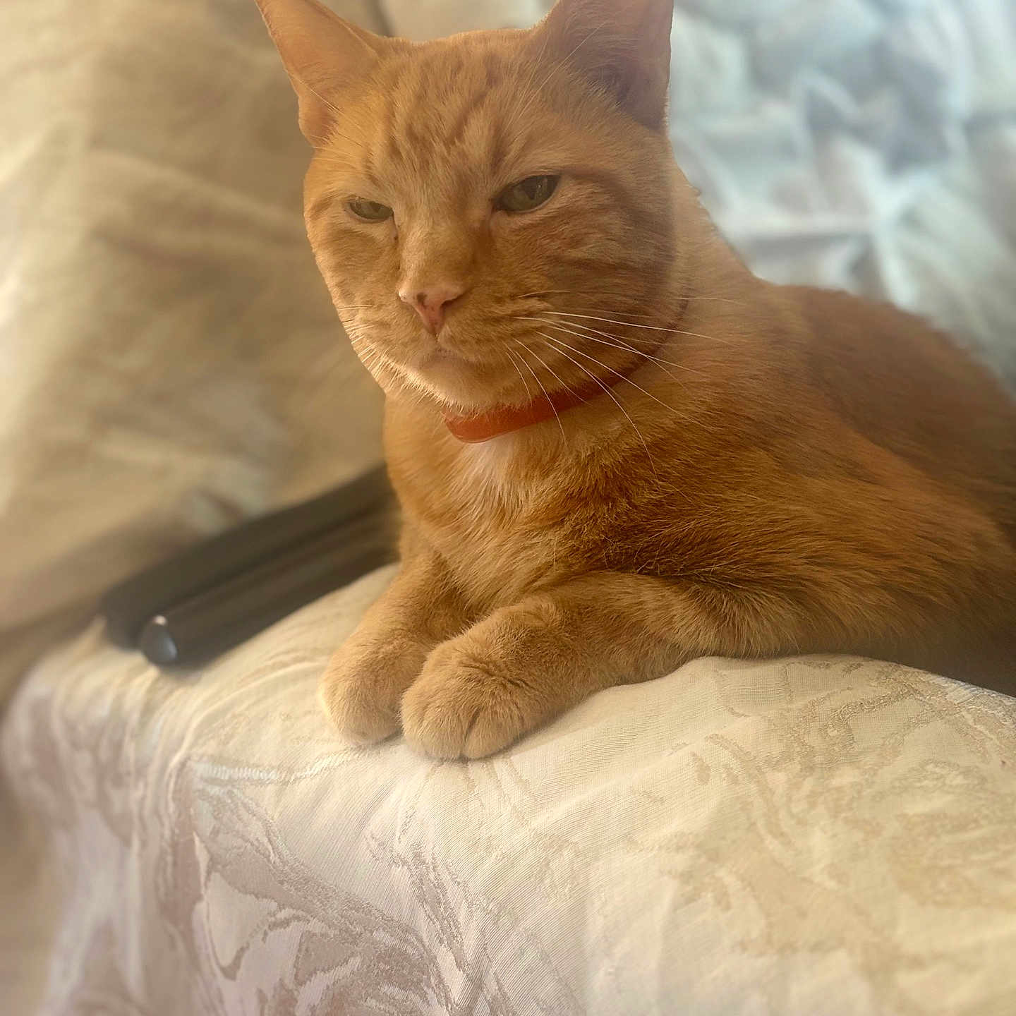 Oliver is registered to the contest to win money with this photo: animal, cat, closeup, collar, cozy, cute, domestic_cat, fabric, feline, fur, ginger_cat, indoor, paws, pet, portrait, relaxed, resting, soft_light, texture, whiskers