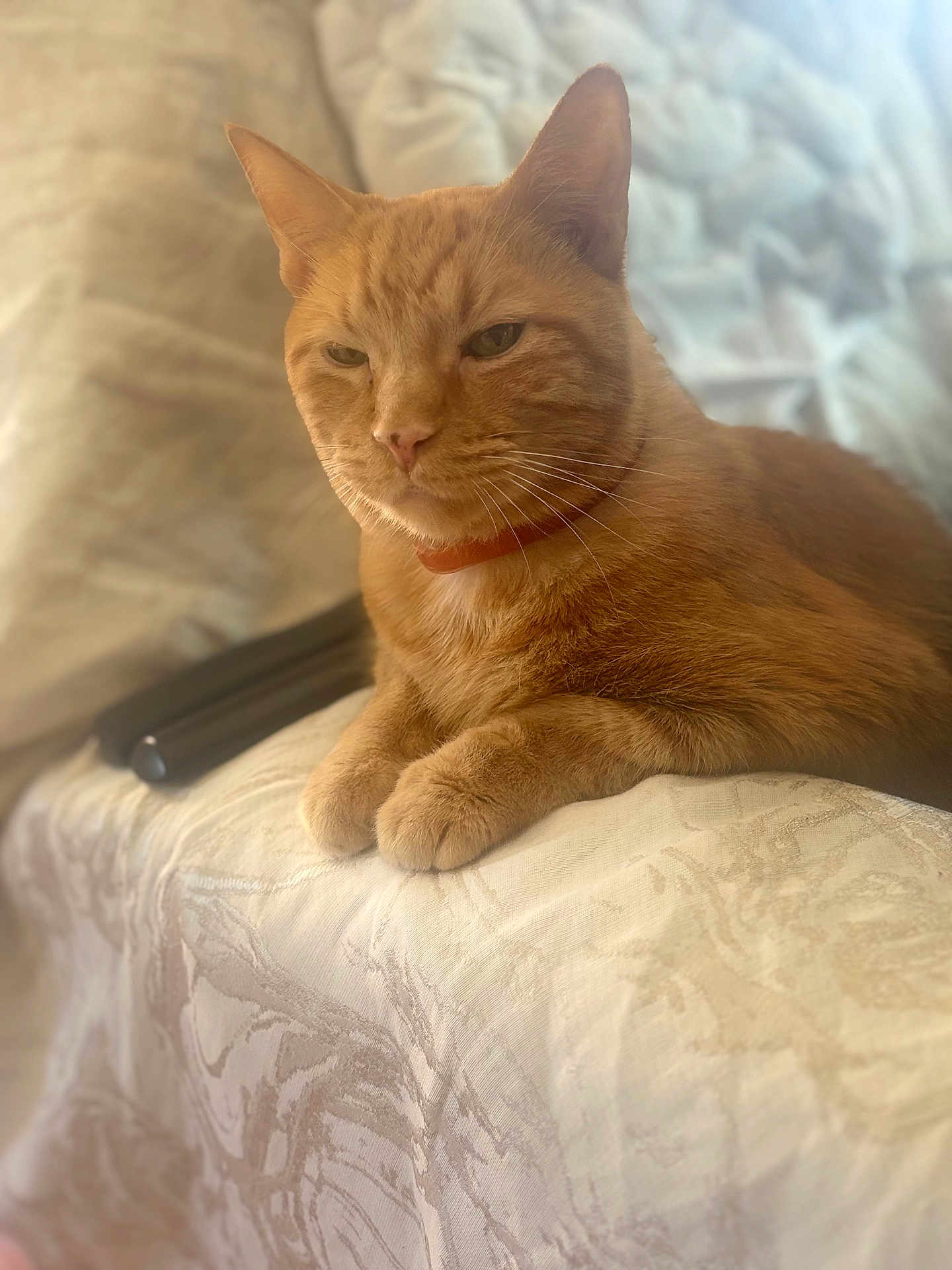 Oliver is registered to the contest to win money with this photo: cat, ginger_cat, pet, animal, feline, indoor, relaxed, fur, whiskers, paws, collar, soft_light, texture, fabric, closeup, resting, cute, domestic_cat, portrait, cozy