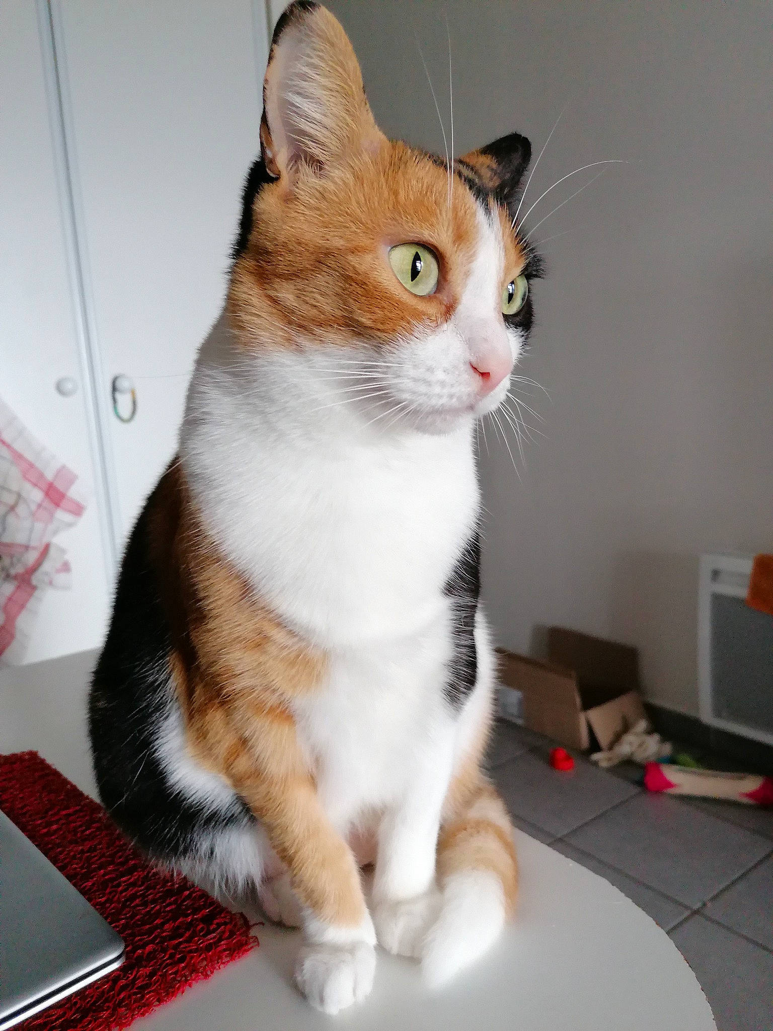 Luciole a rejoint le concours — aidez-le/la à gagner de superbes lots ! box, carnivore, cat, domestic_short_haired_cat, eye, fawn, felidae, fur, iris, paw, small_to_medium_sized_cats, snout, tableware, tail, terrestrial_animal, whiskers