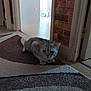 cat, gray_cat, carpet, indoor, hallway, brick_wall, doorway, floor, pet, animal, feline, crouching, curious, home, domestic, fur, whiskers, collar, quiet, shadow