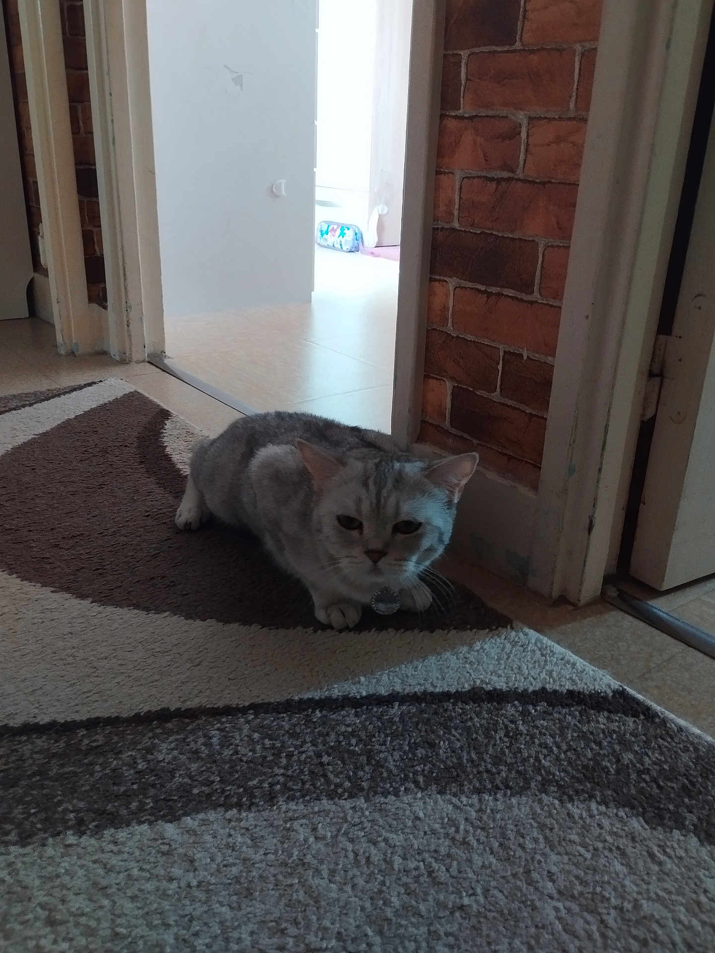 Lady participe au concours pour gagner de l'argent avec cette photo : cat, gray_cat, carpet, indoor, hallway, brick_wall, doorway, floor, pet, animal, feline, crouching, curious, home, domestic, fur, whiskers, collar, quiet, shadow