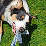 dog, grass, rope_toy, play, outdoor, pet, animal, canine, teeth, mouth, paw, ear, snout, human_hand, shadow, sunlight, greenery, fun, activity, summer