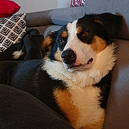 Cooky participe au concours pour gagner de l'argent avec cette photo : dog, couch, blanket, pillow, indoor, pet, relaxed, fur, face, black, white, brown, home, comfort, canine, resting, animal, cozy, living_room, portrait