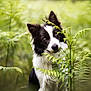 animal, black_and_white, border_collie, canine, closeup, curious, daylight, dog, ferns, fluffy, forest, greenery, head_tilt, nature, outdoor, pet, portrait, soft_focus, summer, wildlife