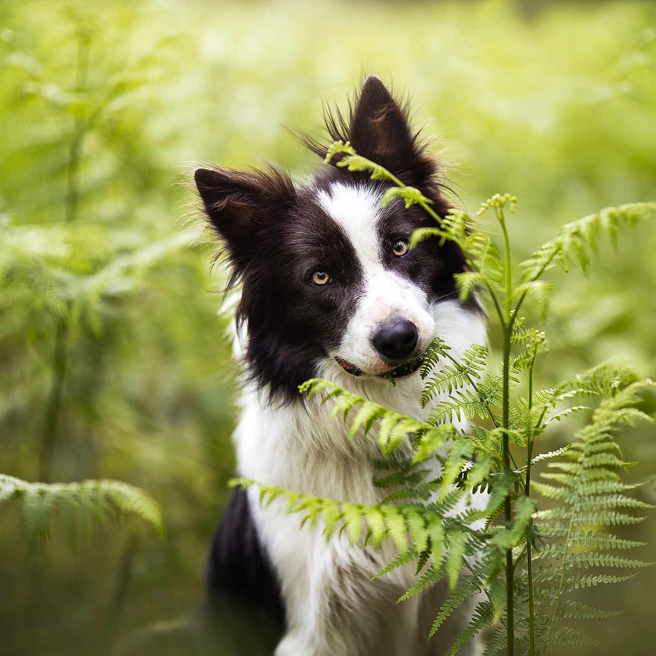 Loki participe au concours pour gagner de l'argent avec cette photo : animal, black_and_white, border_collie, canine, closeup, curious, daylight, dog, ferns, fluffy, forest, greenery, head_tilt, nature, outdoor, pet, portrait, soft_focus, summer, wildlife
