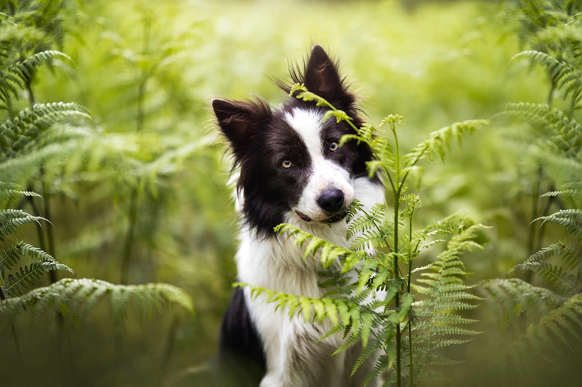 Loki participe au concours pour gagner de l'argent avec cette photo : animal, black_and_white, border_collie, canine, closeup, curious, daylight, dog, ferns, fluffy, forest, greenery, head_tilt, nature, outdoor, pet, portrait, soft_focus, summer, wildlife