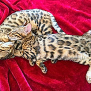 Bijoux participe au concours pour gagner de l'argent avec cette photo : cats, three_cats, sleeping, relaxed, spotted, striped, bengal_cat, fur, whiskers, ears, tails, paws, red_blanket, velvet, indoors, closeup, animal_portrait, cuddling, cozy, pet