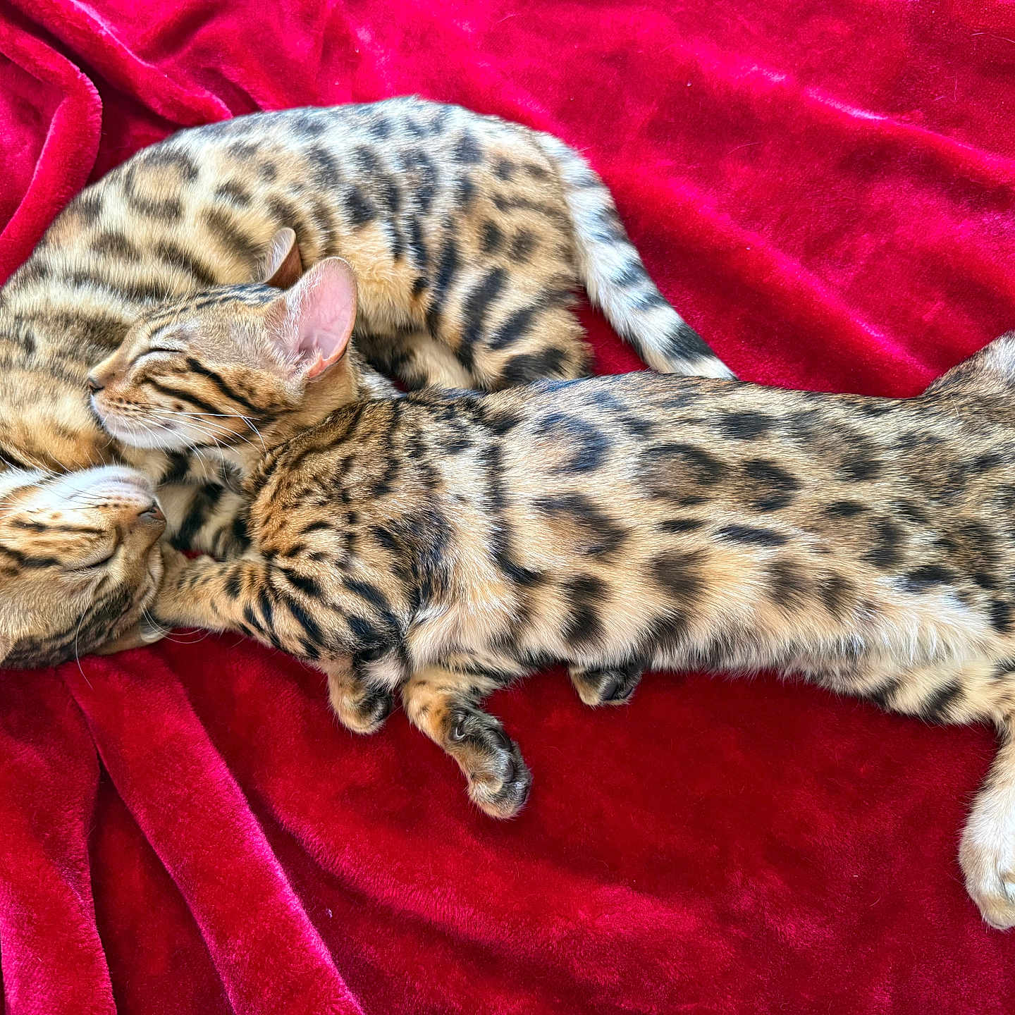 Bijoux