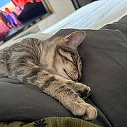 Gripsou participe au concours pour gagner de l'argent avec cette photo : cat, kitten, sleeping, tabby, paws, blanket, bed, indoor, cozy, resting, cute, feline, fur, animal, television, blurred_background, relaxation, home, domestic, soft