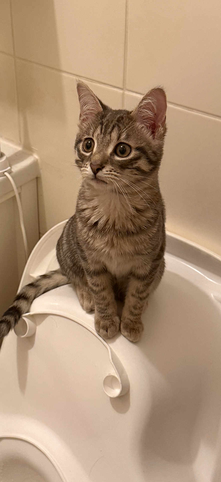 Gripsou participe au concours pour gagner de l'argent avec cette photo : cat, kitten, tabby, pet, animal, feline, curious, sitting, indoor, white, plastic, container, ears, whiskers, eyes, tail, fur, cute, young, tile_wall