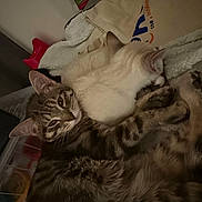 Gripsou participe au concours pour gagner de l'argent avec cette photo : bedding, blanket, cat, cats, close_up, cozy, cream_cat, cuddling, fur, household, indoor, paws, pet, pink_object, relaxed, resting, sleeping, storage_container, tabby_cat, whiskers