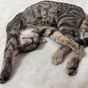 Gripsou participe au concours pour gagner de l'argent avec cette photo : animal, cat, cozy, cute, feline, fluffy_blanket, fur, indoor, mammal, paw, pet, relaxed, resting, sleep, sleeping, soft, stretching, striped, tabby, whiskers