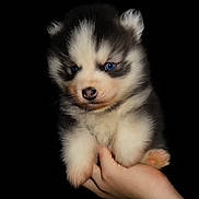 Archimède a rejoint le concours — aidez-le/la à gagner de superbes lots ! puppy, dog, husky, blue_eyes, fluffy, cute, pet, animal, fur, hand, portrait, isolated, black_background, young, small, mammal, adorable, cuddly, domestic_animal, face