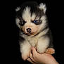 puppy, dog, husky, blue_eyes, fluffy, cute, pet, animal, fur, hand, portrait, isolated, black_background, young, small, mammal, adorable, cuddly, domestic_animal, face